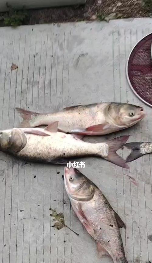 高邮湖钓鱼技巧（探寻高邮湖钓鱼的窍门与技巧）  第3张
