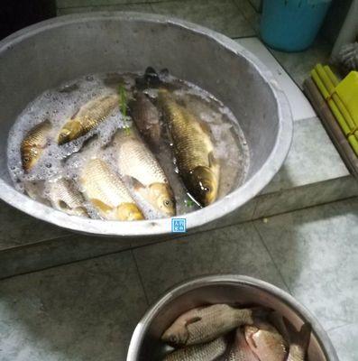 谷麦钓鱼绝密技巧（探索钓鱼的无限可能）  第2张