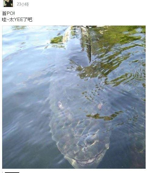 掌握海怪钩钓鱼技巧的关键（捕获大量鱼类的秘诀）  第1张