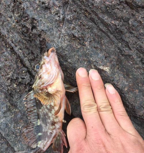 浮钓海鲫鱼的技巧（掌握浮钓技巧）  第3张