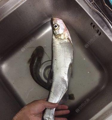 海里猪肝钓鱼技巧大揭秘（海里钓鱼新招）  第3张