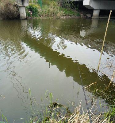 海毛虫野外钓鱼技巧（掌握海毛虫钓鱼的诀窍）  第2张