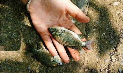 海南大蚯蚓钓鱼技巧（捕获巨型鱼的秘密步步为赢）  第1张