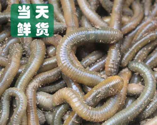 海南大蚯蚓钓鱼技巧（捕获巨型鱼的秘密步步为赢）  第3张