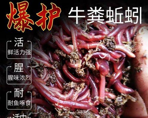 海南大蚯蚓钓鱼技巧（捕获巨型鱼的秘密步步为赢）  第2张