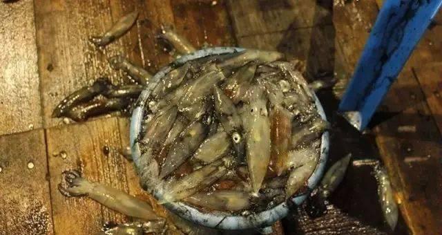 海南夜钓鱿鱼的技巧与方法（掌握关键步骤）  第3张