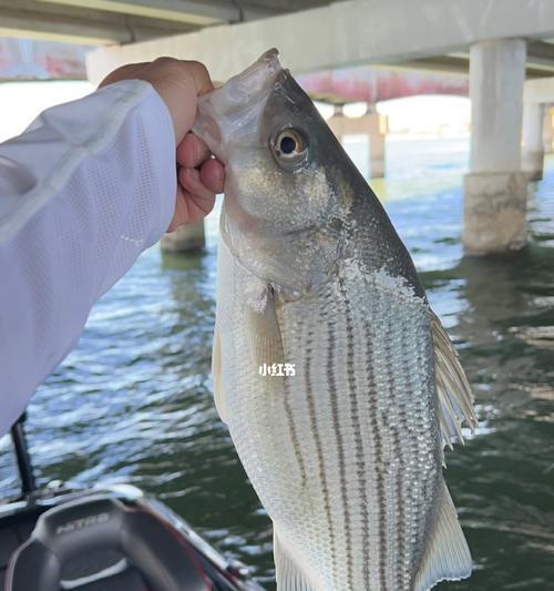 海湾钓鱼技巧教学（掌握关键技巧）  第3张