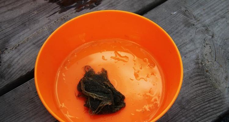 海藻钓鱼的技巧与方法（海藻钓鱼的神奇魅力与技巧分享）  第2张