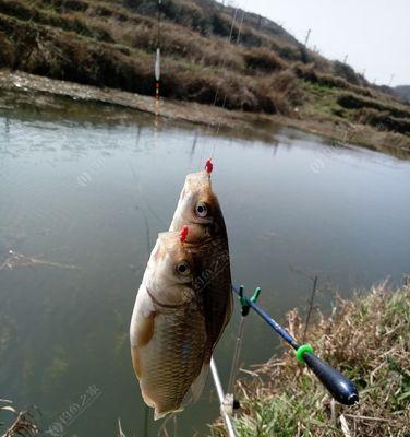 寒冷天气下野钓鲫鱼的技巧（冬季鲫鱼钓法大揭秘）  第1张