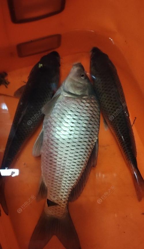 河北野钓鲤鱼技巧大揭秘（掌握钓鲤鱼的技巧）  第2张
