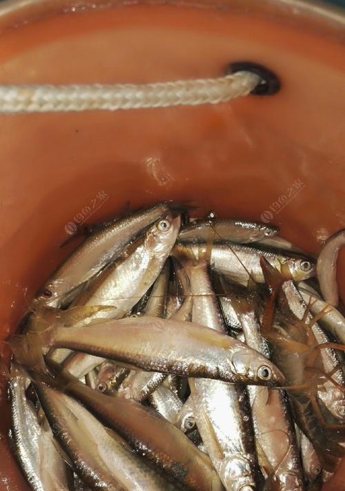 河边野钓白条技巧（河边钓白条的捕获技巧及注意事项）  第2张