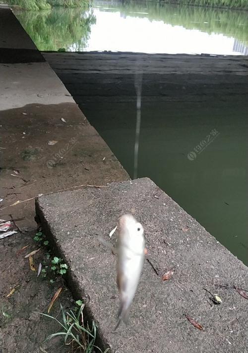 河川流水钓鲫鱼技巧（掌握流水中的鲫鱼捕捞技巧）  第3张