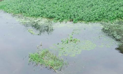 河道垂钓水葫芦漂清理技巧（掌握水葫芦漂清理技巧）  第2张