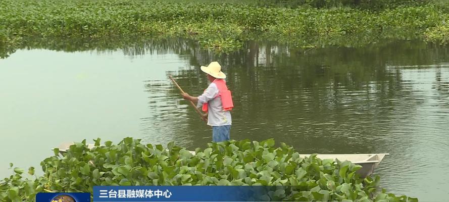 河道垂钓水葫芦漂清理技巧（掌握水葫芦漂清理技巧）  第3张