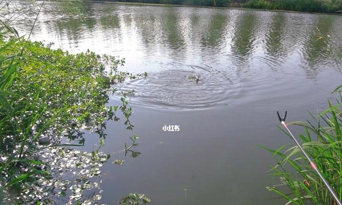 河道水草钓鱼技巧大揭秘（钓鱼技巧）  第1张
