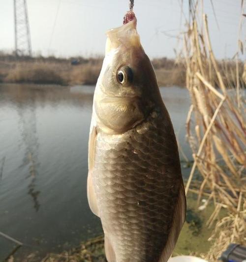 湖面冰钓鲫鱼技巧大揭秘（掌握钓鲫鱼的技巧）  第2张