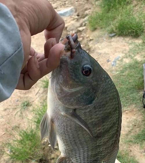 猾鱼粉钓鱼技巧大揭秘（掌握猾鱼粉钓鱼技巧）  第3张