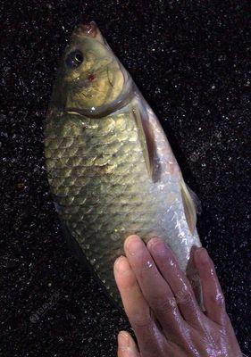 怀胎五月钓鱼的技巧（掌握正确的技巧）  第1张