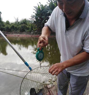 欢乐塘垂钓技巧（提升垂钓技术的关键要素）  第2张