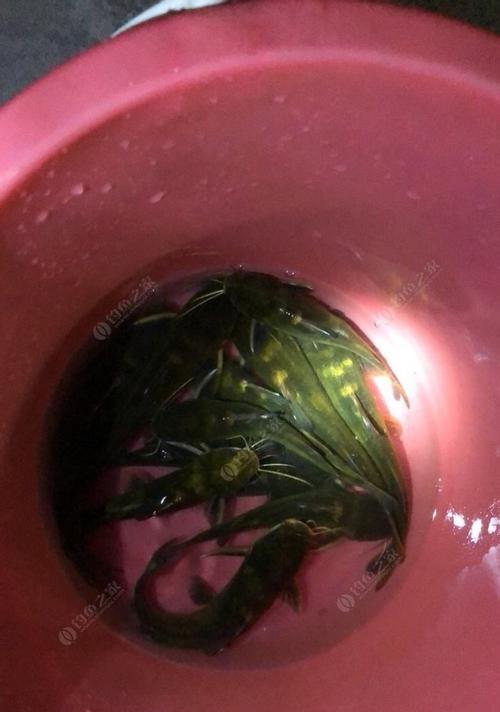 黄刺鱼垂钓技巧与方法（掌握黄刺鱼垂钓技巧）  第3张