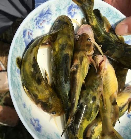 黄刺鱼垂钓技巧（掌握黄刺鱼垂钓的窍门）  第3张