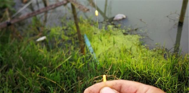 黄豆打窝钓鱼技巧（用黄豆做窝）  第3张