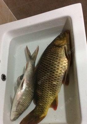 黄金鲤鱼钓鱼技巧与方法（掌握这个关键）  第1张