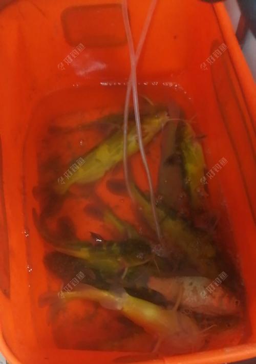 黄蜡丁垂钓技巧（掌握黄蜡丁垂钓技巧）  第3张