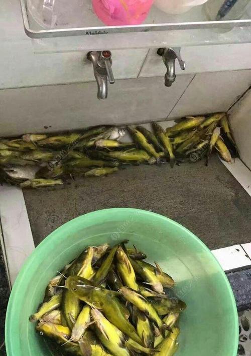 黄蜡丁垂钓技巧（掌握黄蜡丁垂钓技巧）  第2张