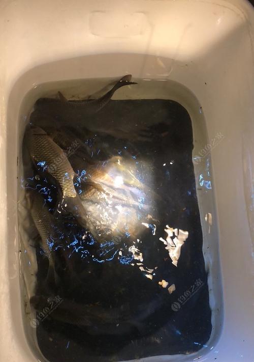 夜钓技巧大揭秘（黄辣丁的钓鱼绝技与经验分享）  第1张