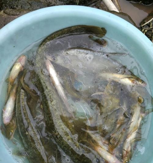 浑水钓鱼挂蚯蚓技巧（掌握技巧）  第3张