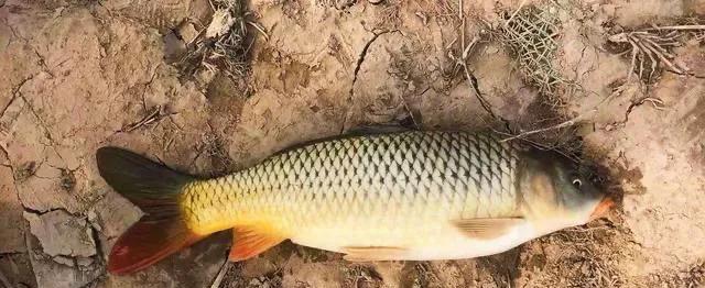 浑水小塘子钓鱼技巧（掌握好饵料和浮漂的关键）  第3张