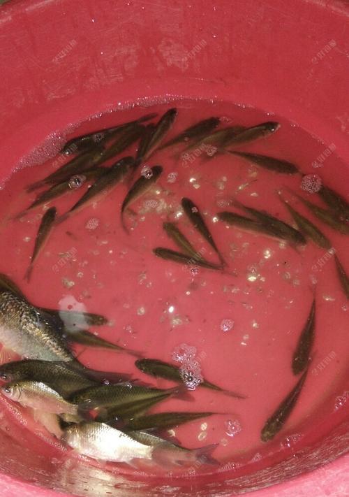浑水野河钓鱼技巧（掌握钓鱼技巧）  第1张
