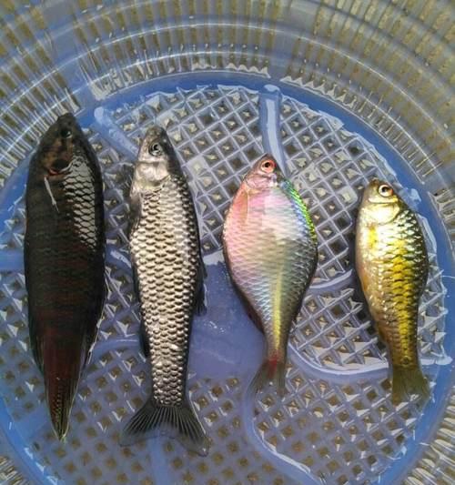 混养塘春季钓鱼的用饵技巧（鱼饵选择关键在于匹配水温与鱼种）  第3张