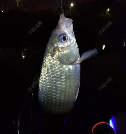 江边海竿夜钓的技巧与心得（探秘江边海竿夜钓）  第2张