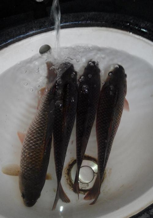 江河钓鱼技巧肉食性鱼类（掌握技巧）  第2张