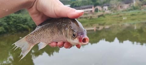 烂塘钓鱼技巧教程（轻松掌握烂塘钓鱼秘籍）  第3张
