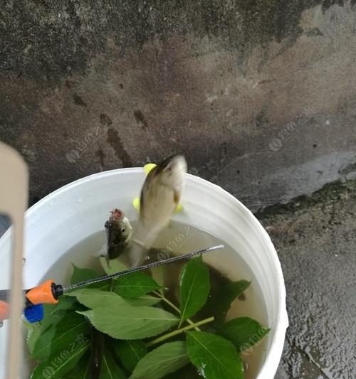 老爹钓鱼技巧教程（提升钓鱼技能的秘密方法）  第1张