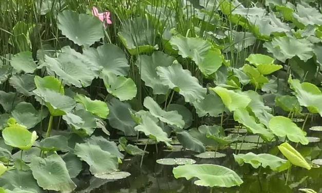 李时珍钓鱼技巧教程（掌握钓鱼技巧提升钓鱼水平）  第2张