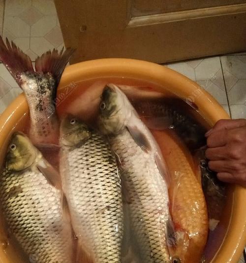 浮钓鲤鱼的技巧与方法（掌握这些技巧）  第3张