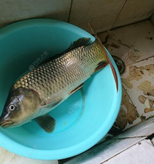 探秘鲤鱼饵搭配技巧（绝密技巧助你捕获巨型鲤鱼）  第1张