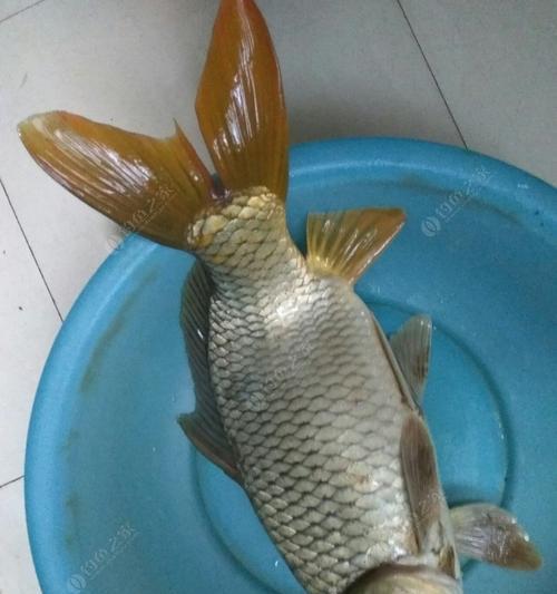 鲤鱼水下钓鱼技巧（掌握水中奥秘）  第1张