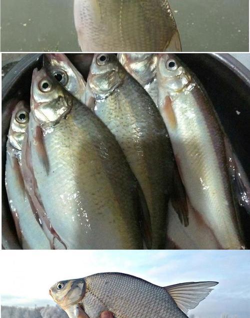 以鲤鱼香精野钓鳊鱼的技巧大揭秘（钓鳊鱼技巧分享）  第2张