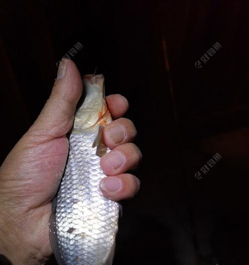 夜钓鲤鱼的秘诀（揭秘夜钓鲤鱼的技巧与经验）  第3张