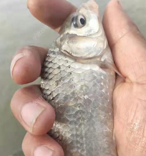 蚂蚁河钓鱼技巧大揭秘（一起来探索蚂蚁河中的鱼儿奥秘吧）  第1张