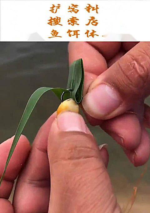 麦子钓鱼之钓鱼技巧02（掌握技巧）  第2张