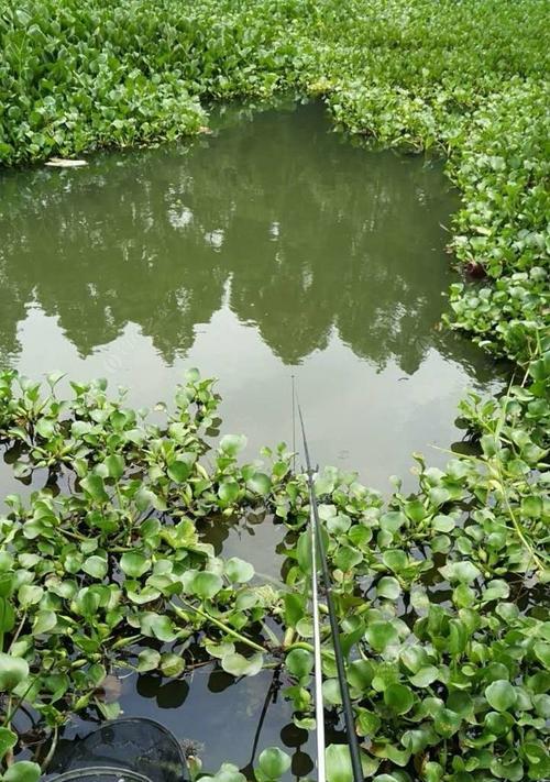 夏日钓鱼技巧大揭秘（如何在炎热天气中钓到满满一桶鱼）  第2张