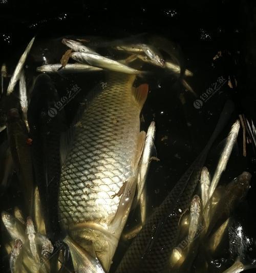 夜钓鲤鱼的技巧与经验（炎热夏夜）  第2张