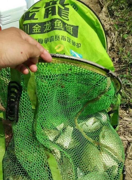 暮春水库钓鱼技巧（掌握窝打技巧）  第1张