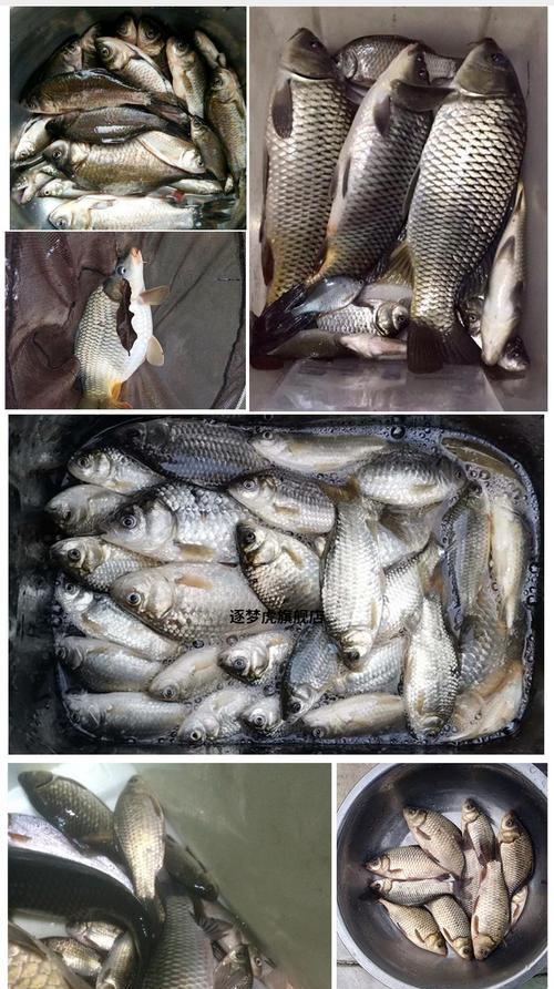 掌握泡沫钓鱼技巧的口诀（提升钓鱼成功率的关键技巧与方法）  第1张